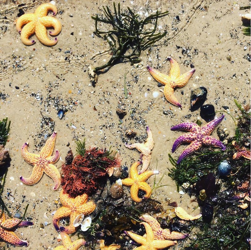 Starfish on the sand